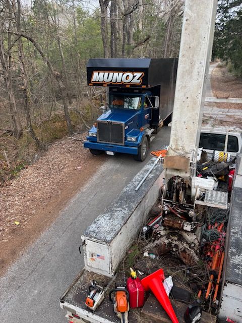 Tree Removal
