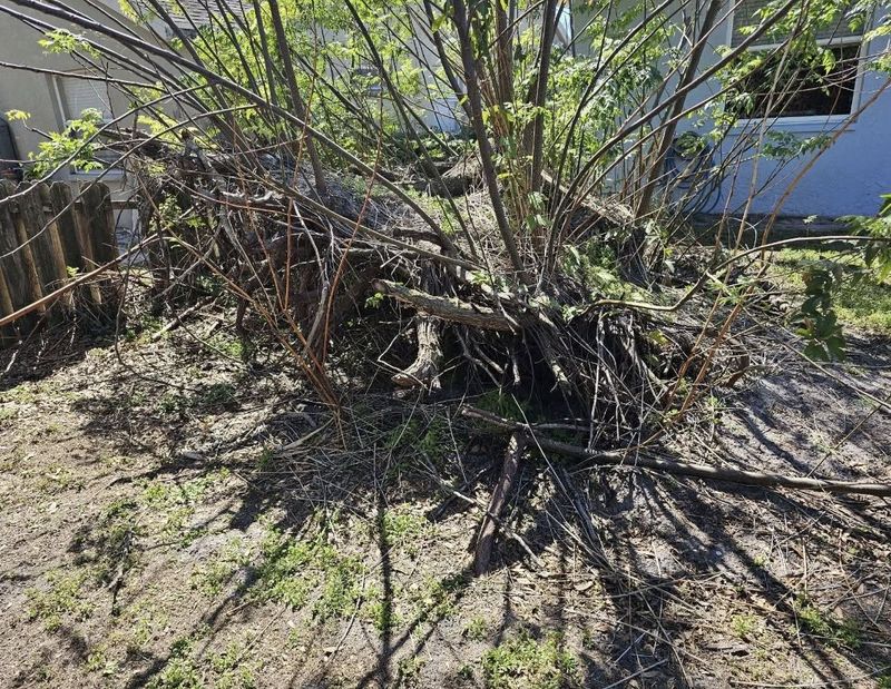 Land Clearing