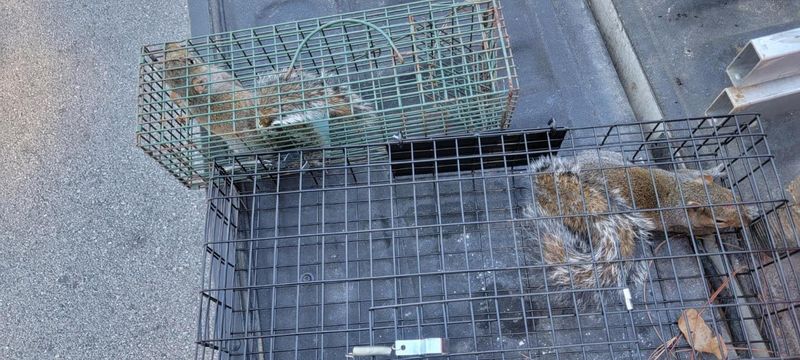 Nuisance Wildlife Removal