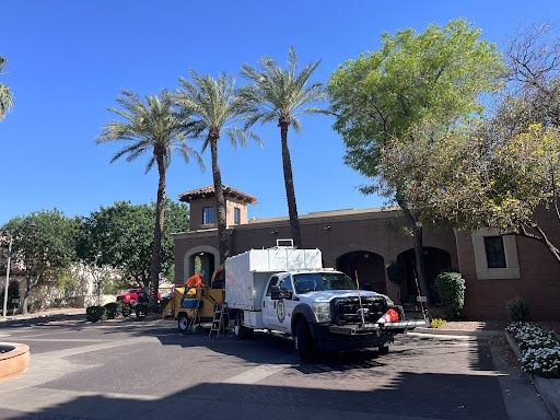 Palms Trimming