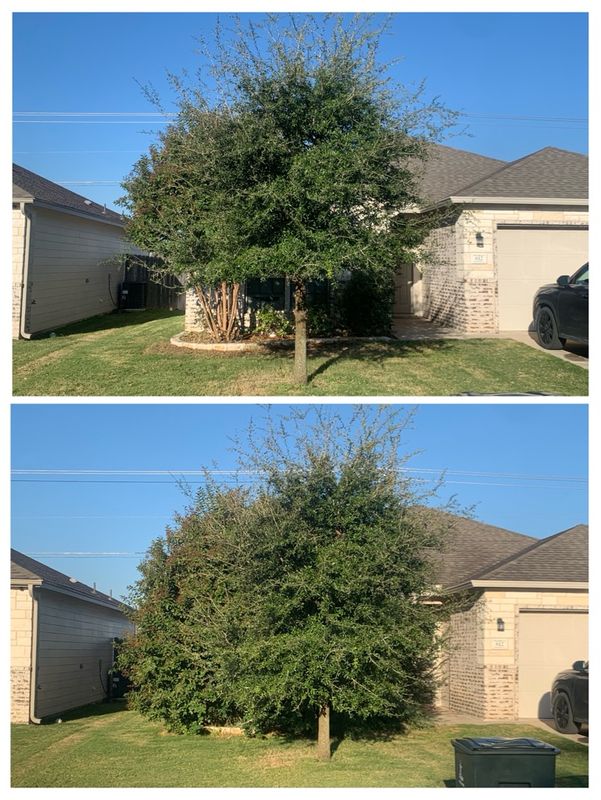 Tree Trimming & Removal