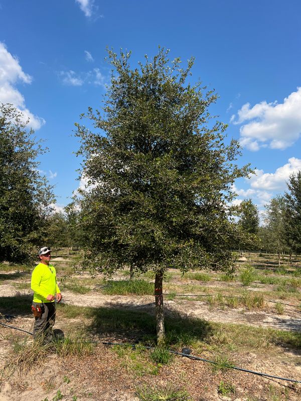 Tree service