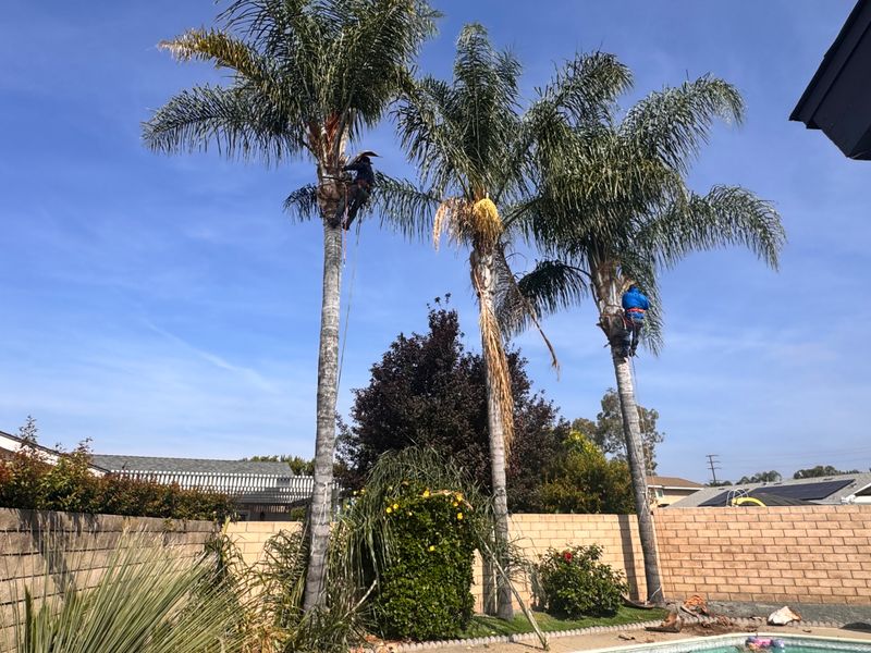Tree Trimming