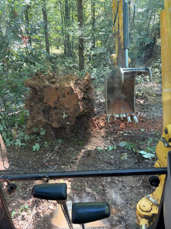 Stump Grinding and Removal