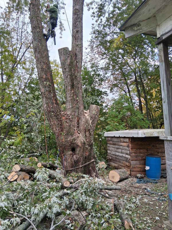 Tree Removal