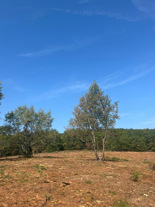 Brush cutting/clearing