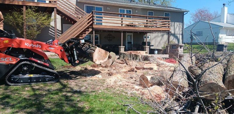 Tree Removal gallery