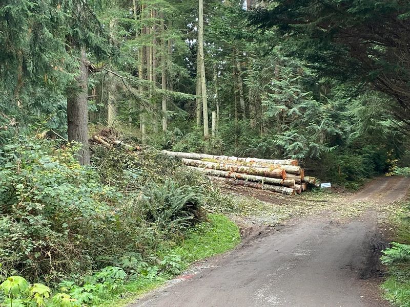 Land Clearing