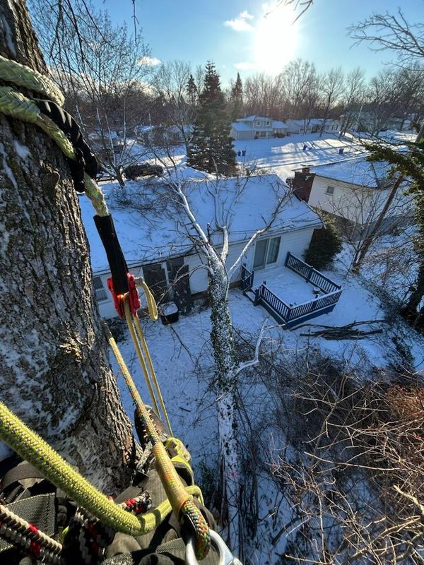 Swift Storm Recovery: Expert Tree Removal Restores Safety in Greece, NY