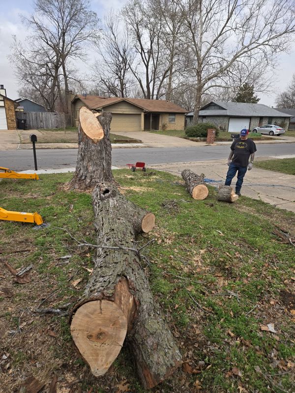 Tree Trimming