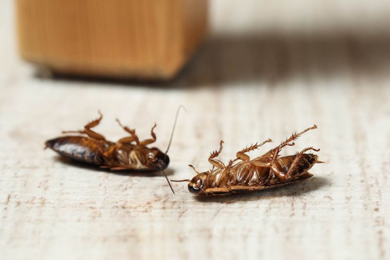 Cockroach Extermination