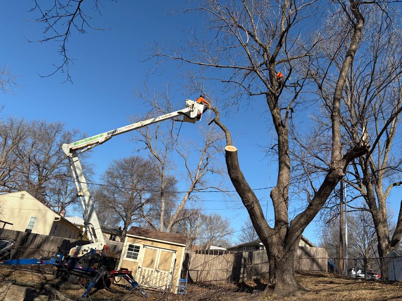 Tree Removal