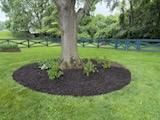 Tree & Shrub Care