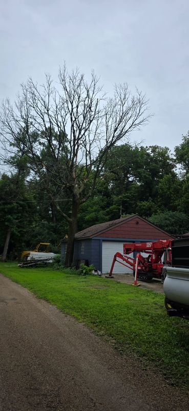 Tree Removal
