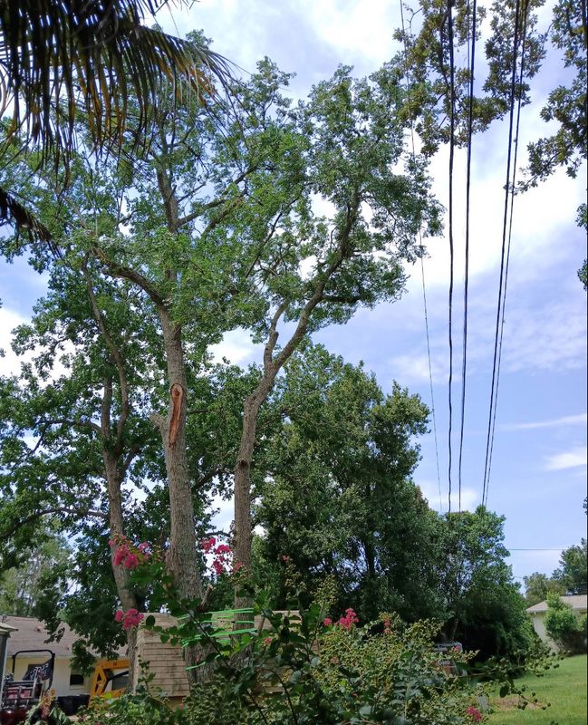 Tree Trimming