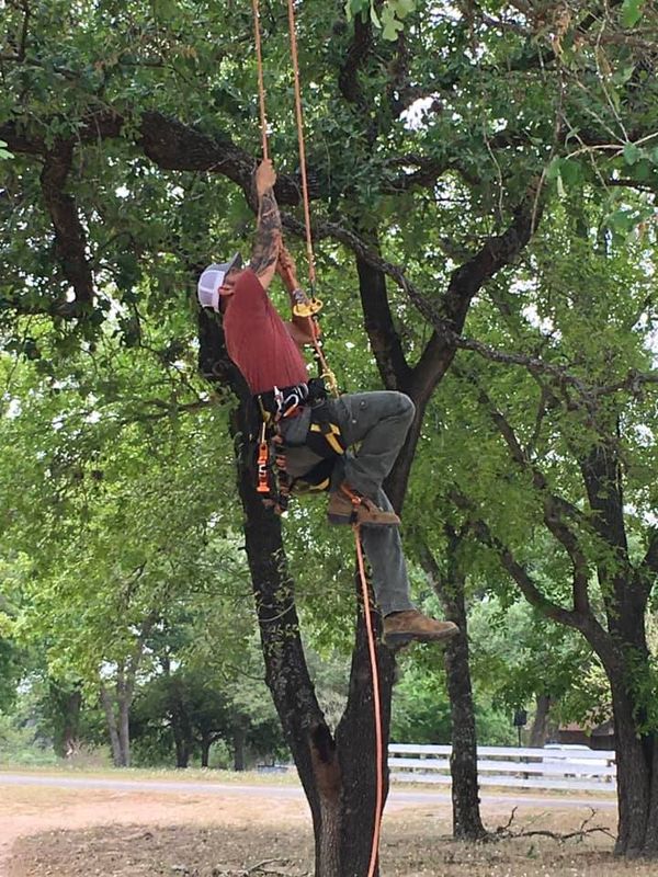 Tree Removal gallery