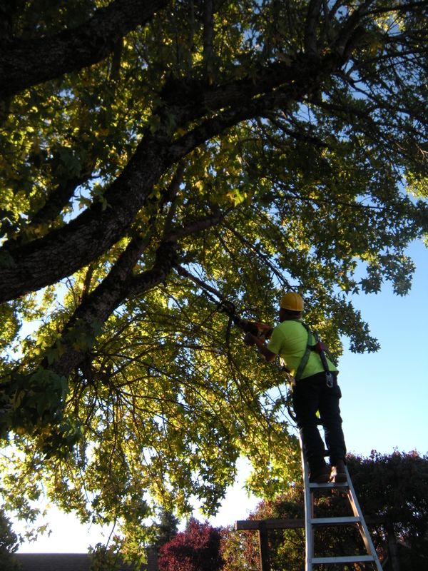 Tree Removals