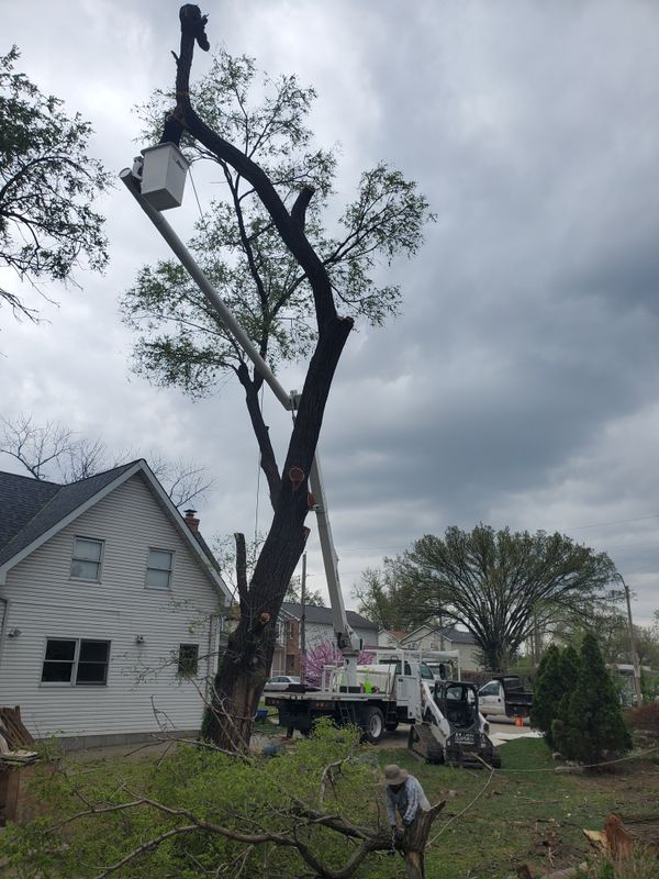 Tree Trimming and Pruning