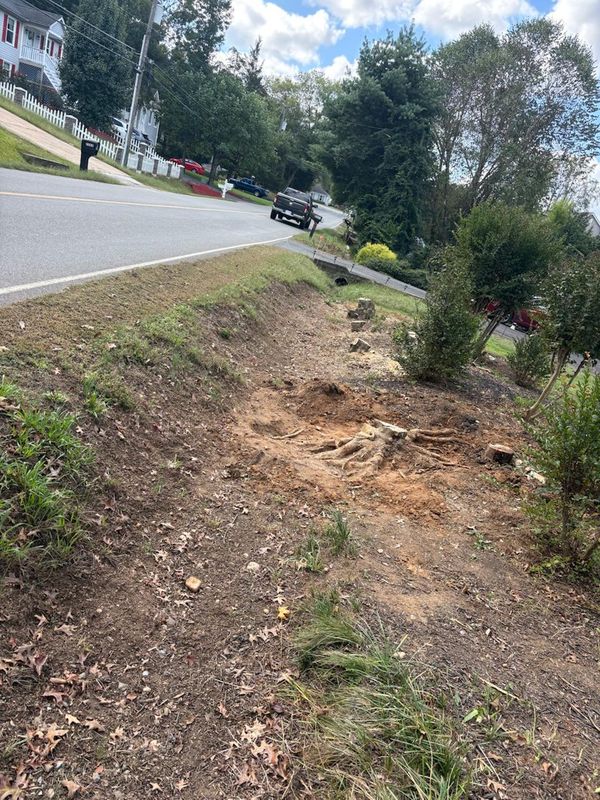 Stump Removal