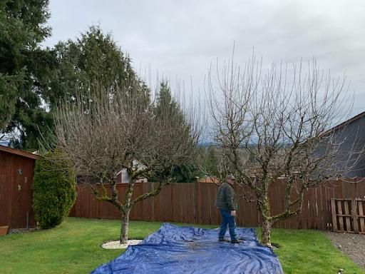 Fruit Trees Pruning and Shaping
