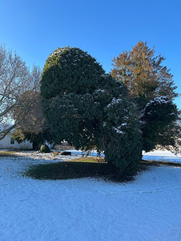 Tree Trimming