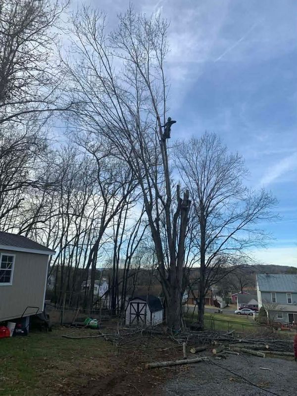 Tree Removal gallery