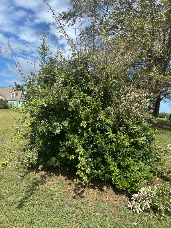 Shrub & Plant Trimming 