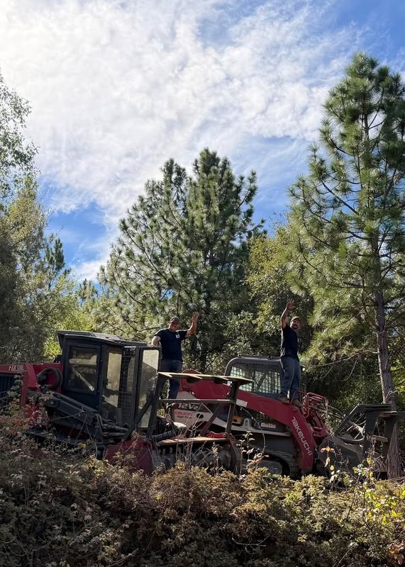 Tree and Vegetation Removal