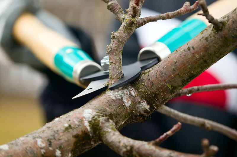 Tree Services
