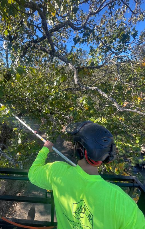 Tree Trimming