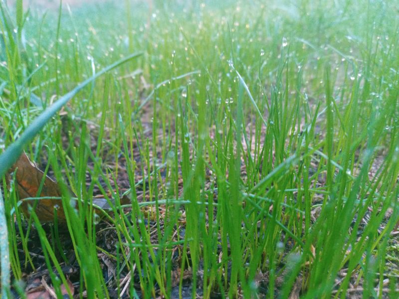Grass Up