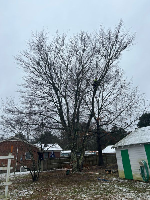 Tree Removal & Limbing 