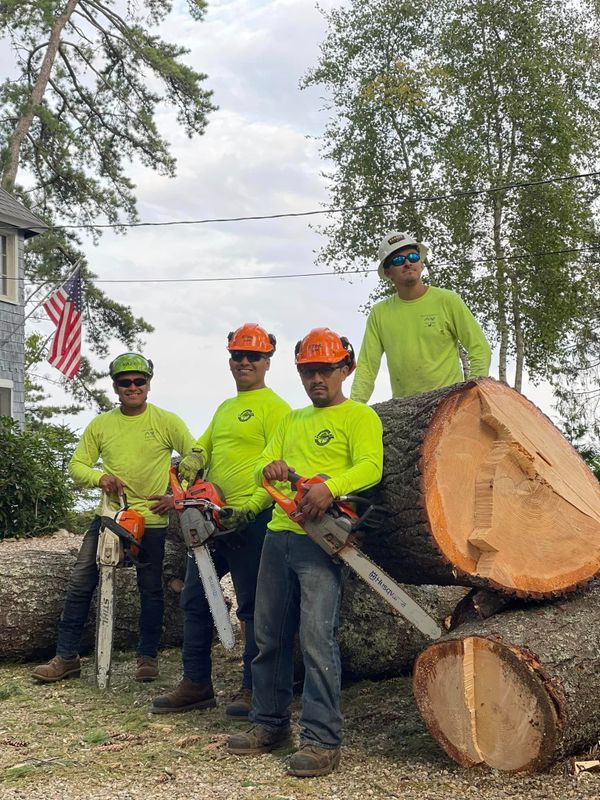 Tree Removal gallery