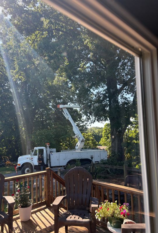 Tree Trimming