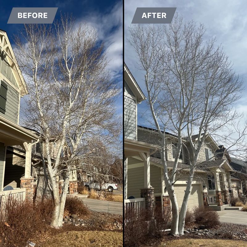 Tree Trimming