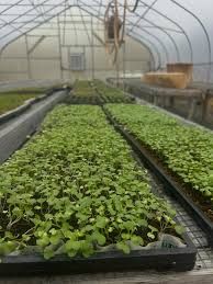 Over-seeding