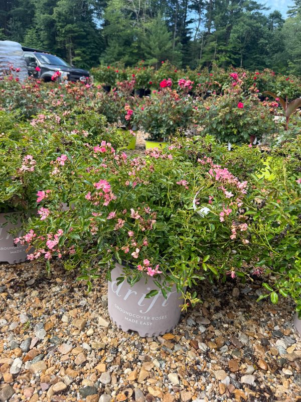 Garden Center