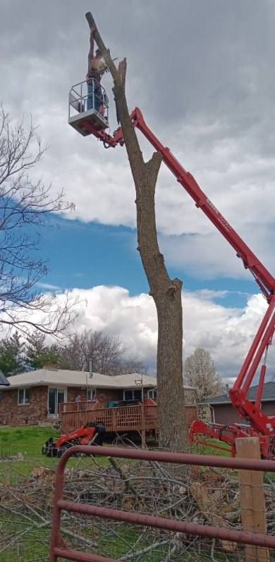 Tree Trimming