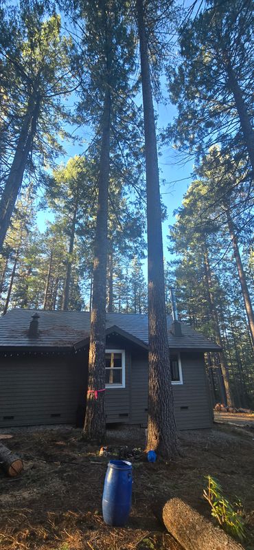 Hazardous Tree Services