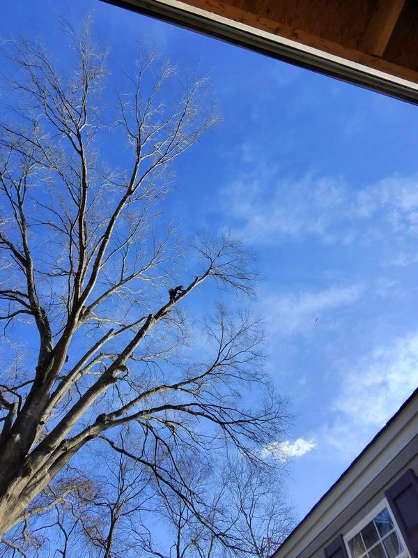 Tree Trimming
