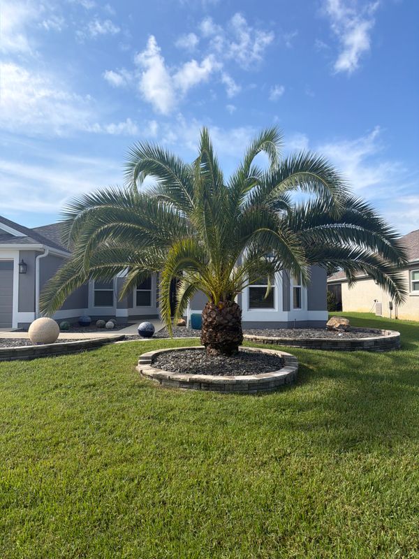 Palm Tree Pruning