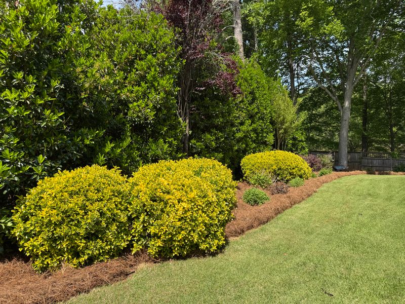 Pine Straw Installation