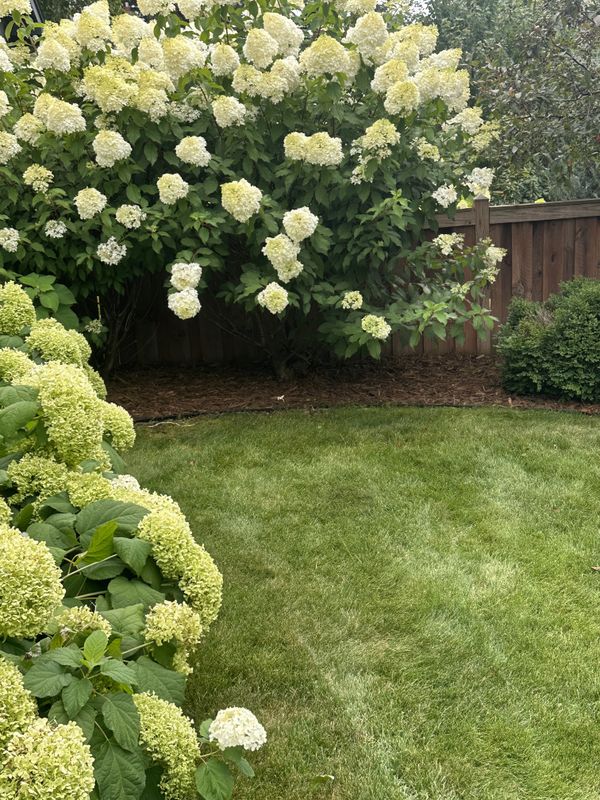 Sod Replacement & Laying