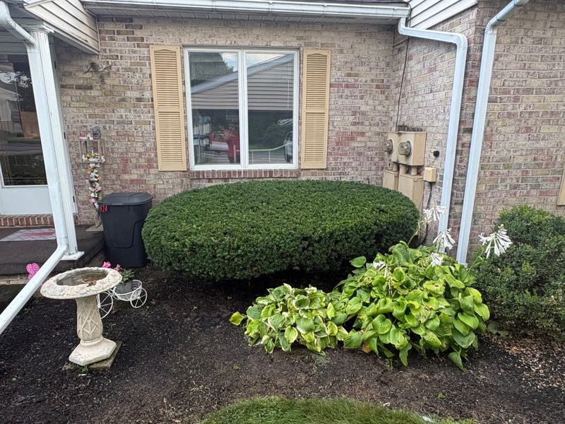 Shrub Trimming