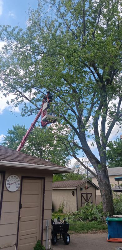 Tree Trimming