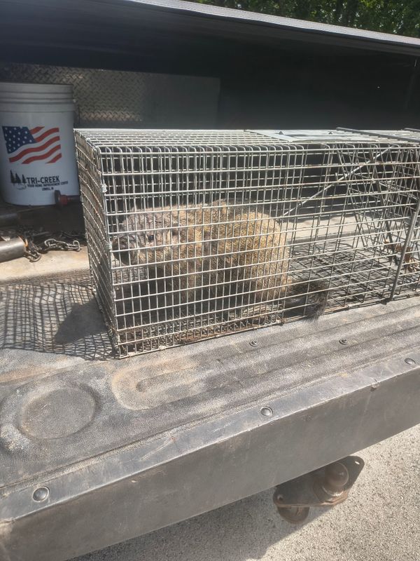 Wildlife Removal