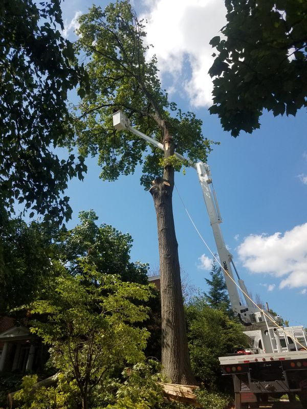 Tree Trimming and Pruning