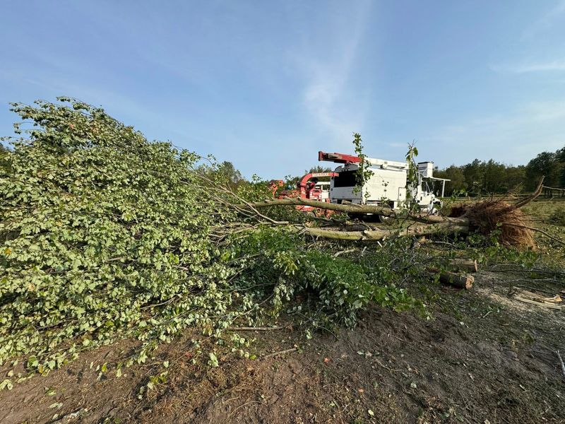 Tree Removal