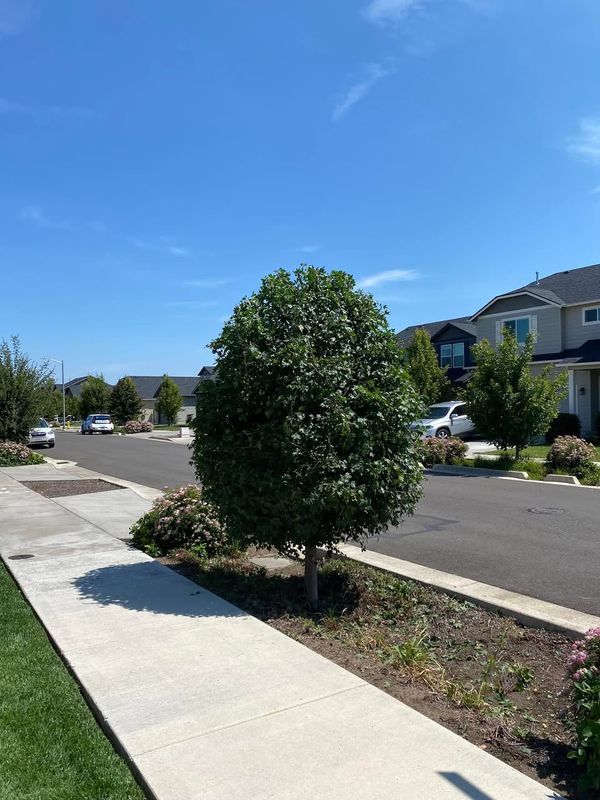 Tree trimming 