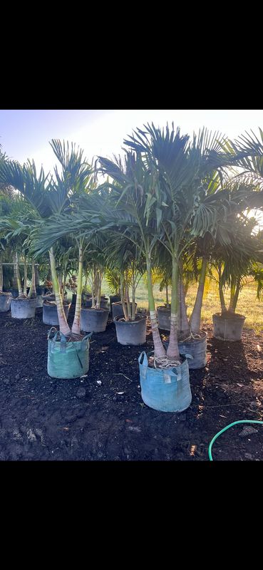 Wholesale plants, palms and trees